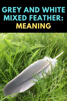 a feather laying in the grass with text overlay reading grey and white mixed feather meaning