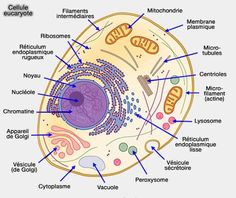 the structure of an animal's cell is shown in this diagram, with labels on it