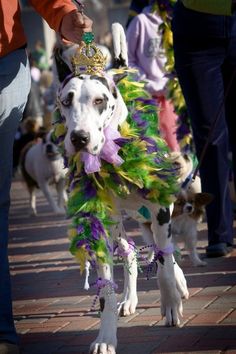 the dog is wearing a costume with feathers on it