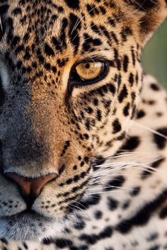 a close up shot of a leopard's face