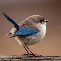 a small blue and white bird sitting on top of a piece of wood