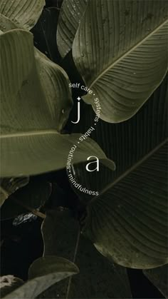 there is a green leaf with the word jla on it in white lettering, surrounded by leaves