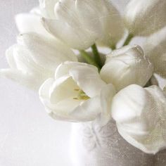 white tulips are in a vase on a light colored tablecloth, and the background is blurry