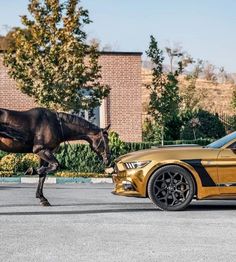 a brown horse standing next to a yellow mustang in front of a red brick building