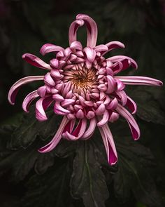 a large pink flower with green leaves around it's center, in front of a dark background