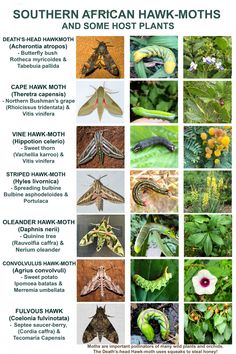 the southern african hawk moths and some host plants