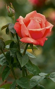 a red rose with green leaves in the foreground