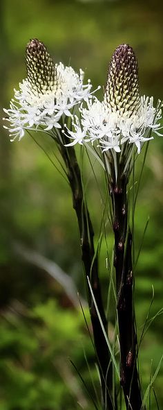 two white flowers in the middle of some grass