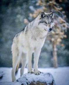 a wolf standing on top of a rock in the snow