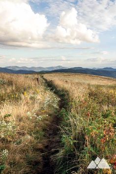 a trail in the middle of a field with tall grass and flowers on both sides