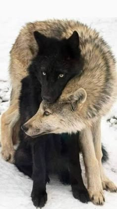 two wolfs cuddle in the snow with their heads on each other's shoulders