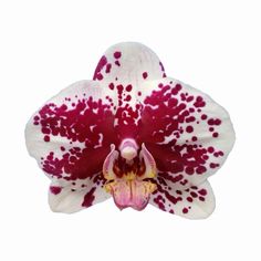 a white and red orchid with spots on it's petals is photographed against a white background