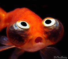 an orange fish with big eyes looking at the camera