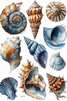 several seashells are shown on a white background