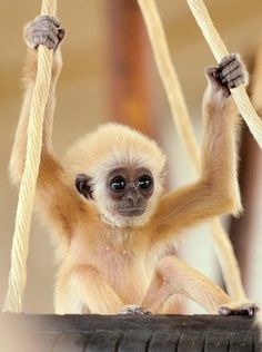 a small monkey hanging from a rope on top of a car tire with it's hands in the air