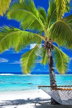 a palm tree sitting on top of a sandy beach