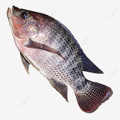 a close up of a fish on a white background with clipping area for text