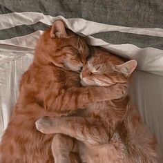 two cats are cuddling together on a bed