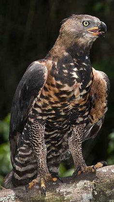 a large bird sitting on top of a tree branch