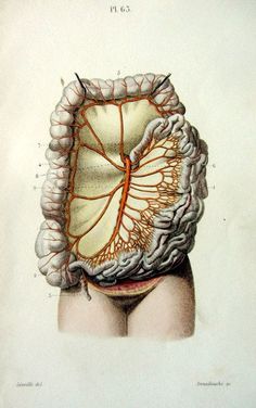 an old medical illustration shows the anatomy of the human body, including the stomach and circulator