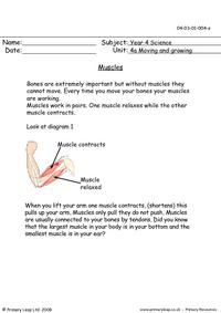 the muscles worksheet is shown in this image, and contains information about their functions