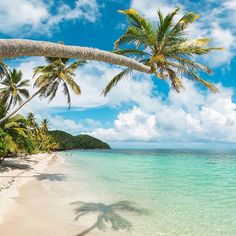 the beach is lined with palm trees and clear water