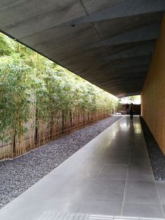 the walkway is lined with bamboo trees and rocks