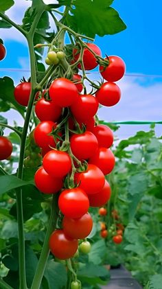 red tomatoes growing on the vine in a green garden with blue sky and clouds behind them