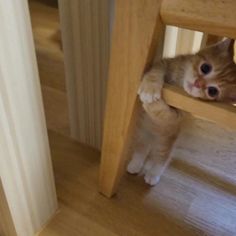 an orange and white cat hiding under a wooden table with its paw on the edge