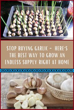 garlic is the best way to grow an endless supply right at home