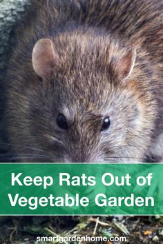 a rodent with the words keep rats out of vegetable garden