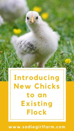 an image of chickens in the grass with text overlay that reads, introduced new chicks to an existing flock