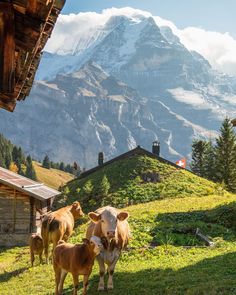 three cows are standing in the grass near a building and mountain range with snow - capped peaks