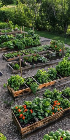 an outdoor garden filled with lots of different types of vegetables and plants in wooden boxes