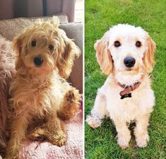 27 Best Cockapoo Haircut Pictures - The Paws Puppy Grooming, Cockapoo Dog, Dog Grooming Tips, Textured Curly Hair