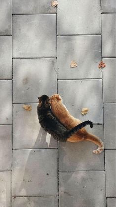 two cats playing with each other on a tile floor in front of a tree and leaves