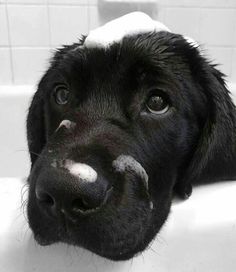 a black dog laying down in a bath tub