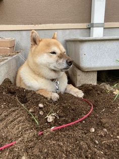 a dog is laying in the dirt outside