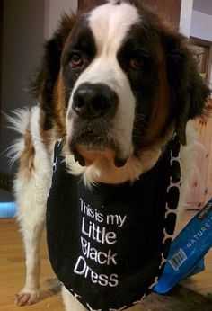 a dog is wearing a bandana that says, this is my little black dress