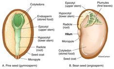 an image of the parts of a plant