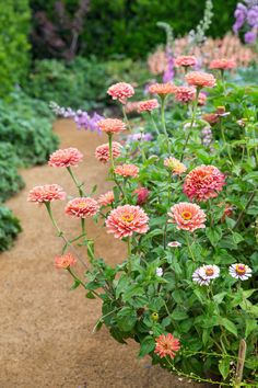 a garden filled with lots of pink and white flowers on top of a dirt road