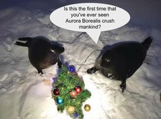 two black birds standing next to a christmas tree in the snow with a thought bubble above it