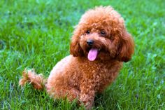 a brown dog sitting in the grass with its tongue out and it's tongue hanging out