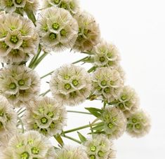 a bunch of white flowers with green centers in the center on a white background,