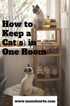 a cat sitting on top of a wooden shelf in front of a window with the words how to keep a cats in one room