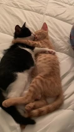 two cats laying on top of a bed next to each other