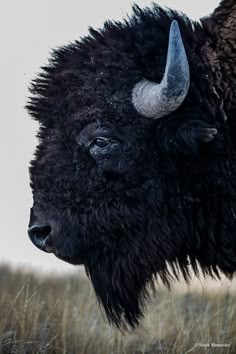 a large bison with horns standing in tall grass