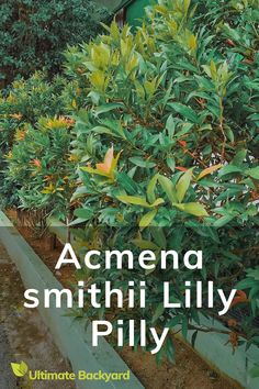 Acmena smithii Lilly Pilly with text overlay Acmena Smithii, Screening Plants, Hedge Plants, Lilly Pilly, Ultimate Backyard, Australian Natives, Native Australians, Evergreen Trees, Types Of Soil