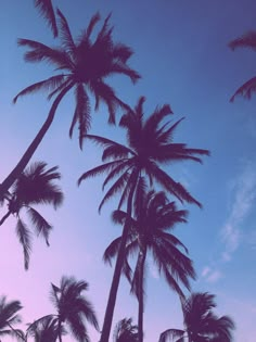 palm trees are silhouetted against the blue sky