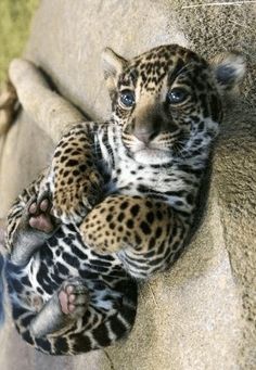 a baby leopard laying on top of a rock next to a person's hand